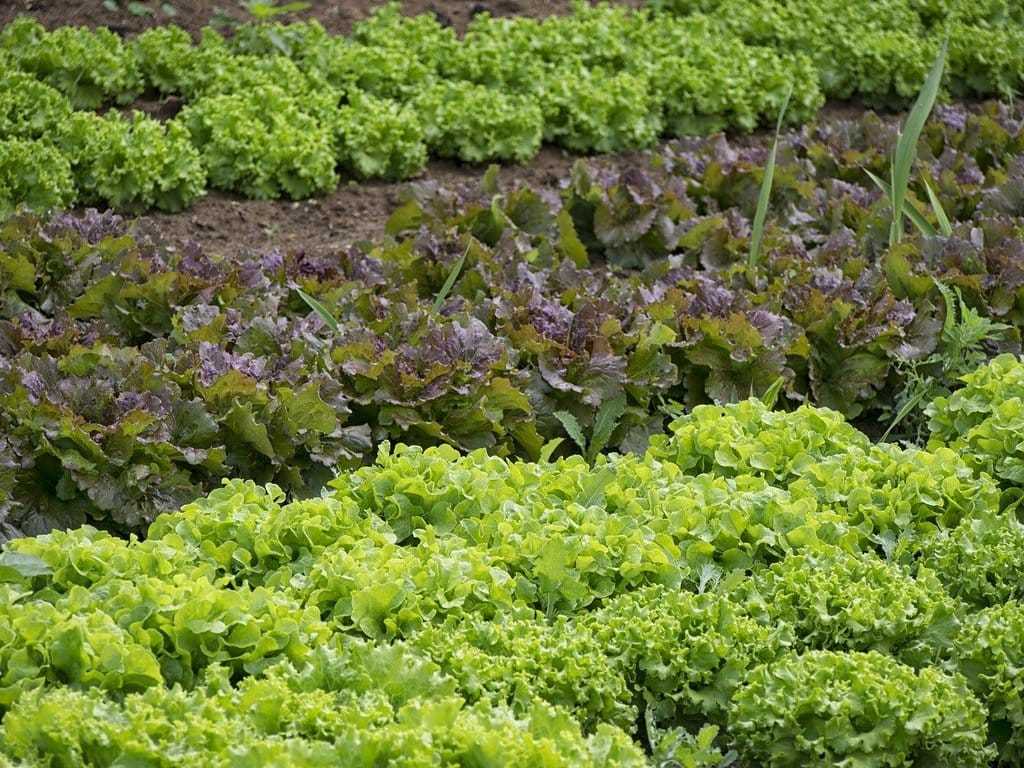 Planifier son premier projet de permaculture, conseils et astuces