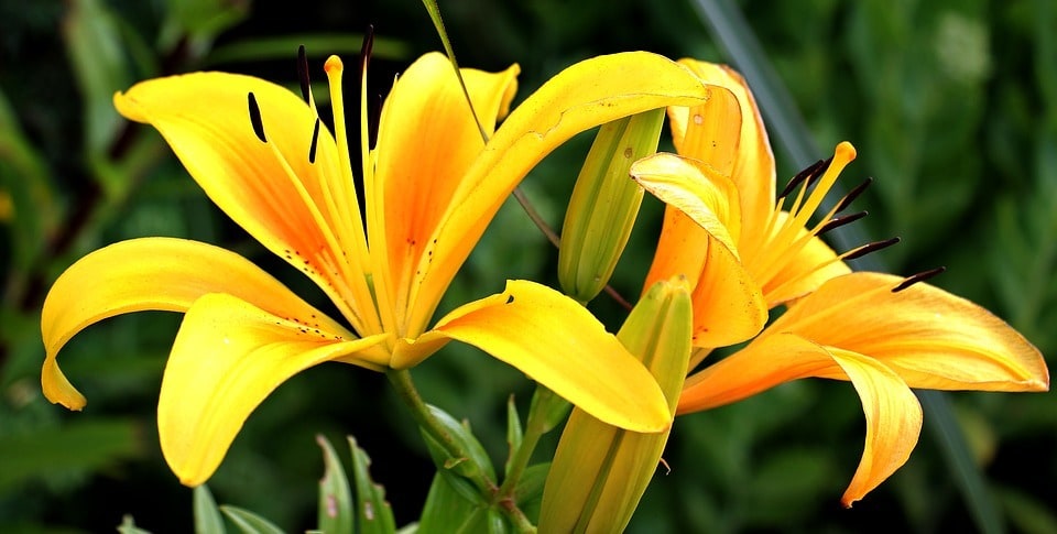 Les meilleures techniques pour entretenir et embellir votre jardin